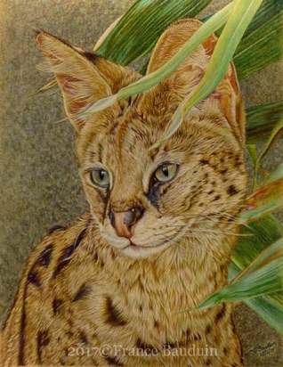 Serval Portrait - 37 hours
Maize Pastelmat
14.5 x 11"
Ref: My own photo Serval Portrait - 37 hours
Maize Pastelmat
14.5 x 11"
Ref: My own photo